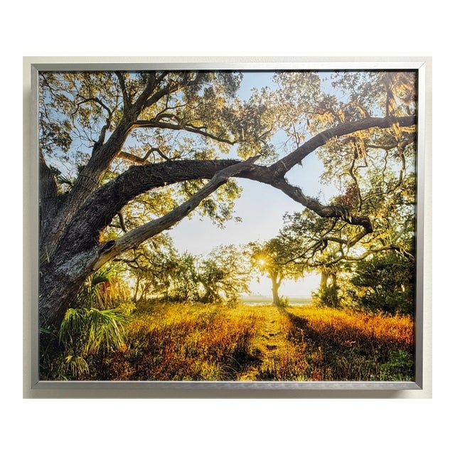 Sunlit Path Under Live Oak Branches, Framed Photograph, Artist Will Dickey For Sale