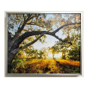 Sunlit Path Under Live Oak Branches, Framed Photograph, Artist Will Dickey