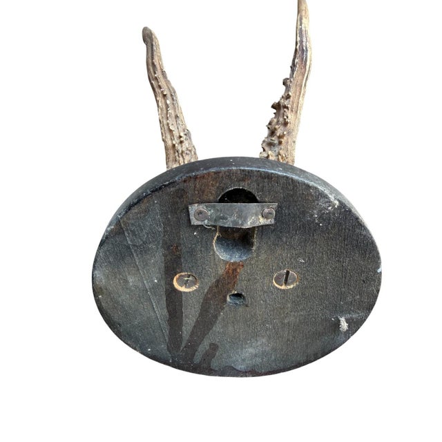 1900 - 1909 Roe Deer Trophy 205 Black Forest Antlers For Sale - Image 5 of 5