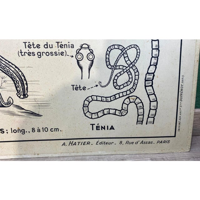 French Double-Sided Poster of Mollusks and Crustaceans For Sale - Image 12 of 18