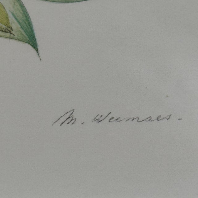 Title: Vintage Margot Weemaes Primula Kewensis Botanical Print 1981 Framed For Sale - Image 4 of 11