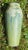 Antique 1911 Newcomb College Arts & Crafts Pottery Vase - Jonquil Motif by Afs & Jm For Sale - Image 4 of 13