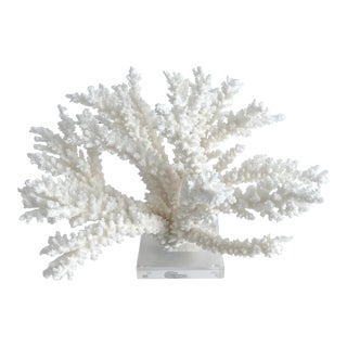 Natural Branch Coral on Acrylic Base For Sale