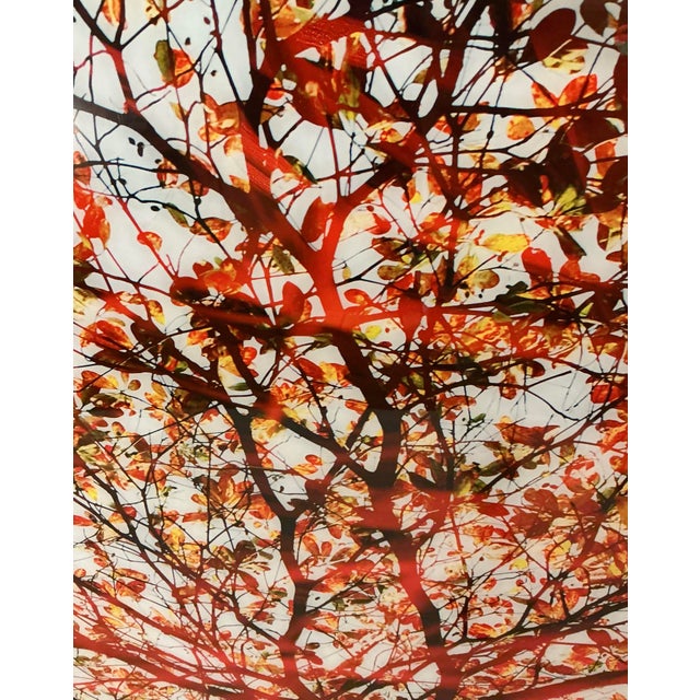 Large 40"x60" Autumn Tree Canopy Photo Print Fall Foliage Acrylic Wall Art Decor For Sale In Greenville, SC - Image 6 of 12