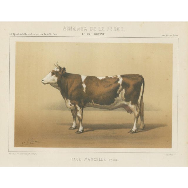 Borie, Mancelle Cow, French Cattle Breed, 1863, Chromolithograph For Sale - Image 9 of 9