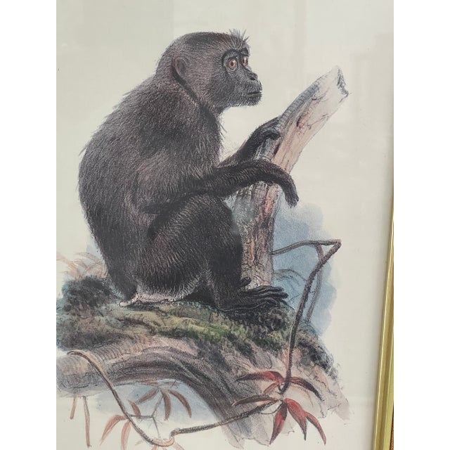 Antique Monkey Macau’s Chromolithographs Smith & Hnarth - a Pair For Sale - Image 9 of 9
