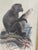 Antique Monkey Macau’s Chromolithographs Smith & Hnarth - a Pair For Sale - Image 9 of 9