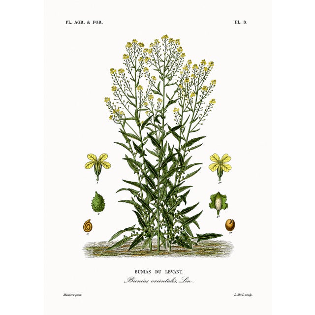 Late 19th Century 1870 G. Dupuis Lithographs From the Vegetable Kingdom Unframed — Understated Antique Natural History Illustrations Set of 6 For Sale - Image 5 of 7