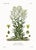 Late 19th Century 1870 G. Dupuis Lithographs From the Vegetable Kingdom Unframed — Understated Antique Natural History Illustrations Set of 6 For Sale - Image 5 of 7