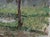 Original Impressionist Oil Painting: Forest Landscape by Ukrainian Artist 48-64 For Sale - Image 6 of 6