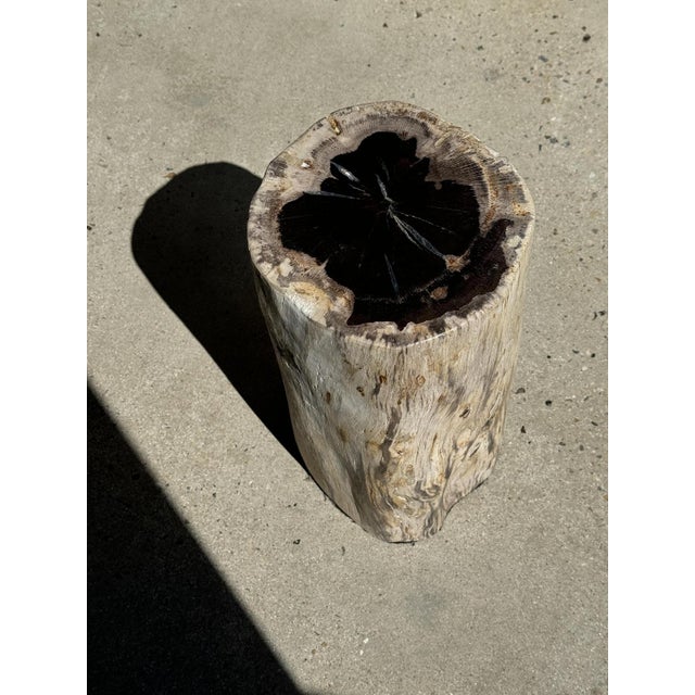 Large White Side Table in Petrified Wood For Sale - Image 9 of 18