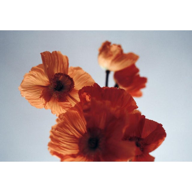 Orange Poppies' Analogue colour floral photography. London, United Kingdom 2024. Limited edition of 10. Printed on the...