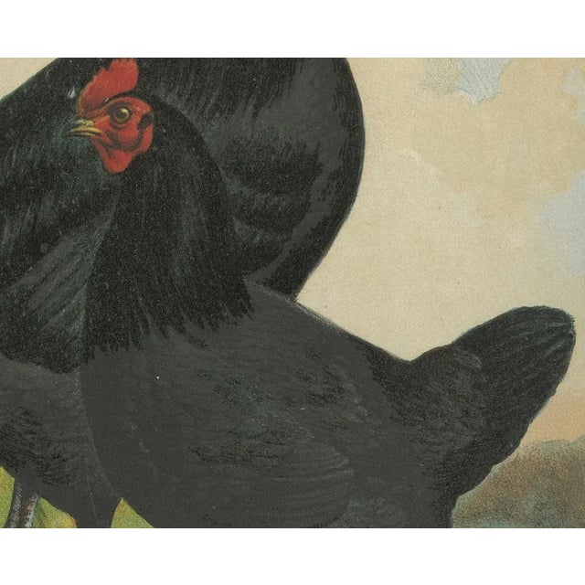 Late 19th Century Foerster, Feathered Langshan, 19th Century, Lithograph For Sale - Image 5 of 10