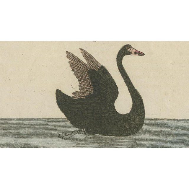 Antique Greater Rhea and Black Swan Engraving from Bertuch, 1798 For Sale - Image 6 of 9