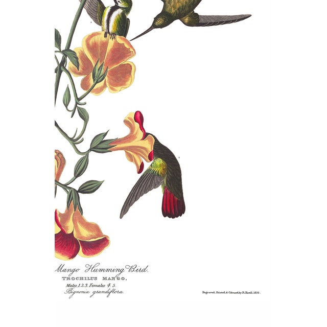 Not Yet Made - Made To Order Mango Hummingbird, Museum Style Audubon Bird Print, 40" X 60" For Sale - Image 5 of 11