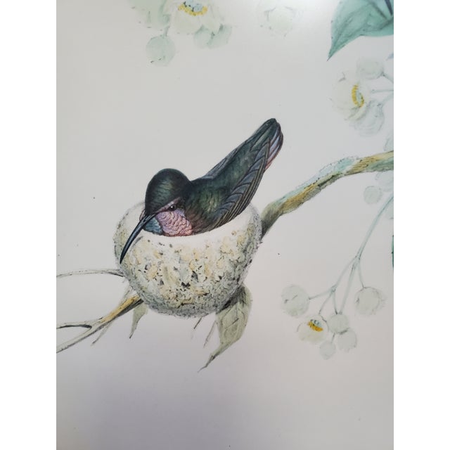 Printmaking Materials Antique Framed Hummingbird Prints, Porphyry-Tailed Mango, Villavicencio’s Sabre-Wing Original Pl. 47 & 81, j.gould C1855 For Sale - Image 7 of 10