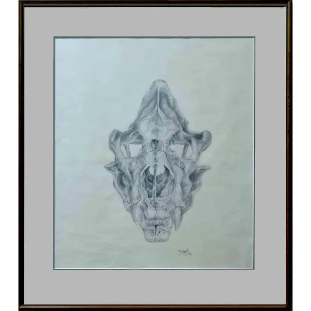 Original drawing - anatomical study: lion skull - frontal view, upper, and lower casing - graphite drawing on strathmore -...