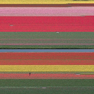 AV_Tulip_Fields_036" Contemporary Aerial View Limited Edition Photograph by Bernhard Lang For Sale