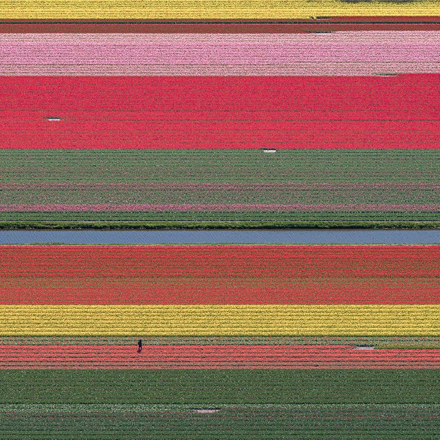 AV_Tulip_Fields_036" Contemporary Aerial View Limited Edition Photograph by Bernhard Lang For Sale