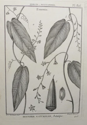 19th Century French Botanical "Encyclopedie Methodique 1800" Henri Joseph Redoute Copper Engraving Plate 816