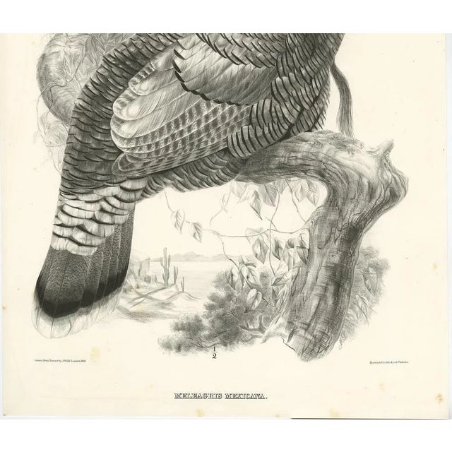 After J. Wolf, Bird Illustration of a Mexican Turkey, 1868, Print For Sale - Image 4 of 8