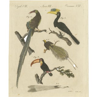 Bertuch, Toucan, Hornbill and Birds of Paradise, 1790, Engraving For Sale