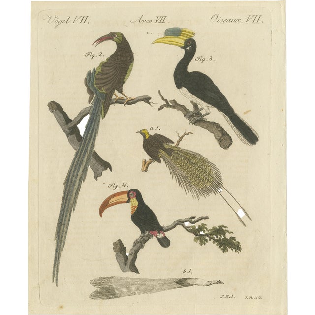 Bertuch, Toucan, Hornbill and Birds of Paradise, 1790, Engraving For Sale