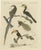 Bertuch, Toucan, Hornbill and Birds of Paradise, 1790, Engraving For Sale