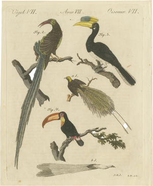 Bertuch, Toucan, Hornbill and Birds of Paradise, 1790, Engraving