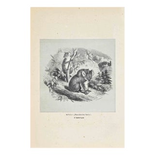 Paul Gervais, Koala, Original Lithograph, 1854 For Sale