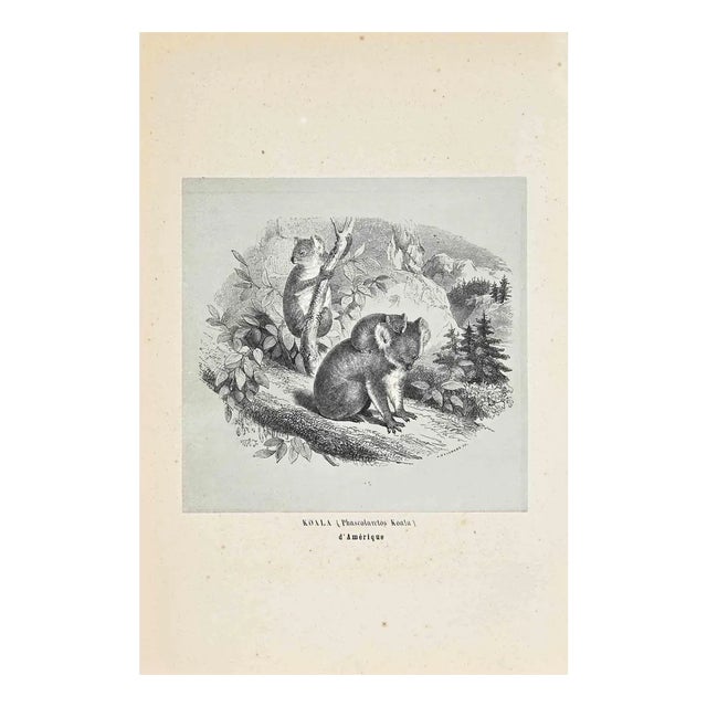 Paul Gervais, Koala, Original Lithograph, 1854 For Sale