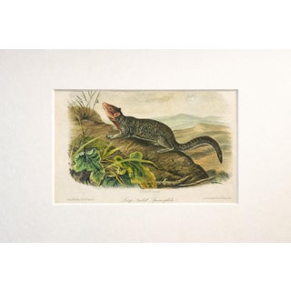 Large-Tailed Ground Squirrel Lithograph – Original Audubon 1st Edition Print, 1842 For Sale