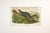 Large-Tailed Ground Squirrel Lithograph – Original Audubon 1st Edition Print, 1842 For Sale