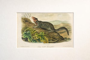 Large-Tailed Ground Squirrel Lithograph – Original Audubon 1st Edition Print, 1842