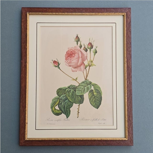 After Pierre-Joseph Redouté, Roses, 1950s, Prints, Framed, Set of 4 For Sale - Image 4 of 18