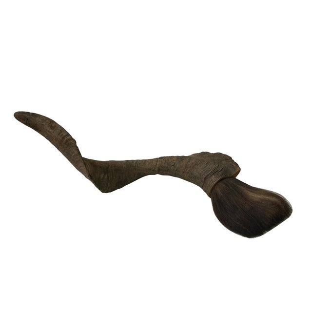 19" Rustic Natural Artistic Horn Shape Brush Accent Display For Sale In San Francisco - Image 6 of 9