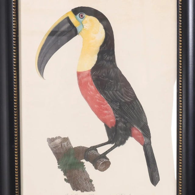 Striking 19th century engraving of a toucan hand colored by artist and naturalist Jacques Barraband (1767-1809 ) first...