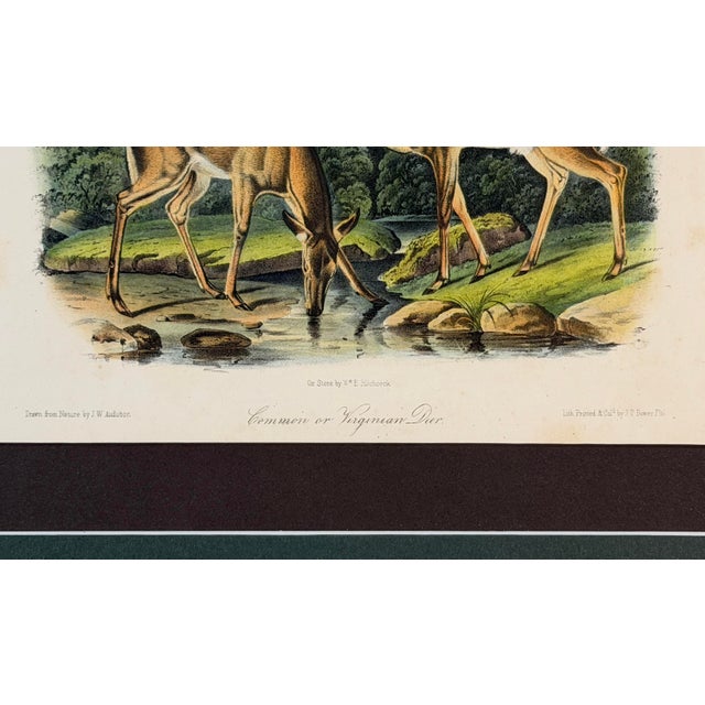 Victorian 1854 Audubon Common American Deer Hand-Colored Lithograph | Framed and Archivally Matted For Sale - Image 3 of 10