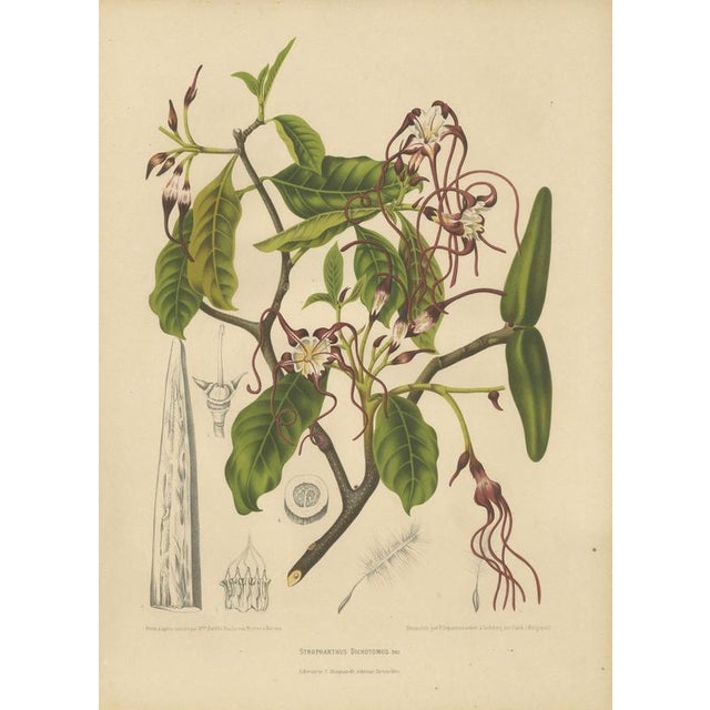 Berthe Hoola van Nooten, Poison Arrow Vine, 1880, Chromolithograph For Sale - Image 3 of 9