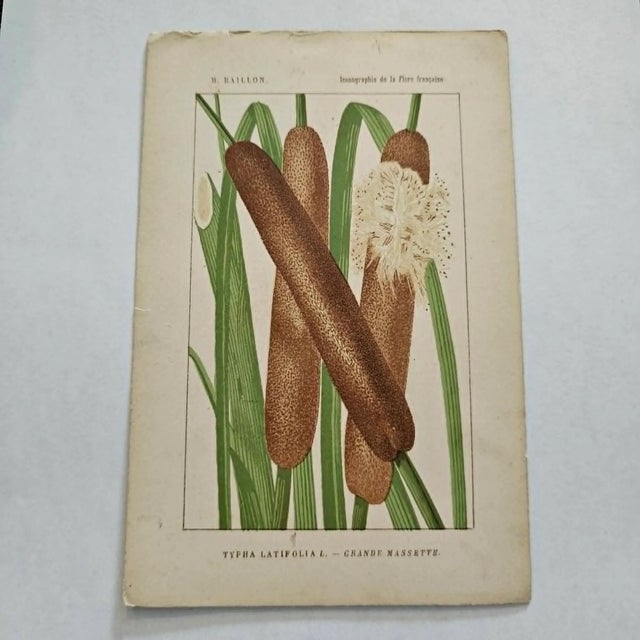 Original 19th-century French botanical lithograph by renowned botanist **Henri Ernest Baillon**, published in Paris...