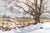 Winter Veil by Judd Mercer | Oil Painting of a snowy landscape with bare trees and rocks For Sale