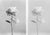 Double Peony' It is a black and white still life film photography collage, a limited edition of 5. Photograph is shot on a...