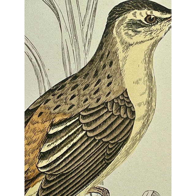 Late 19th Century Antique Hand Tinted Bird Print From England Featuring a Brown & Tan Sedge Warbler - Circa 1888 For Sale - Image 5 of 11