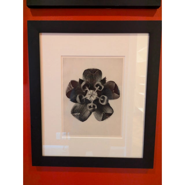 Wood 1970s Karl Blossfeldt Botanical Framed Print Collection - Set of 5 For Sale - Image 7 of 11