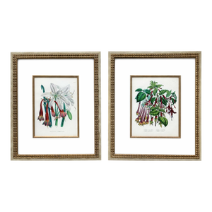 Amaryllis & Fuchsia Botanical Set of 2, Framed (Circa 1895)