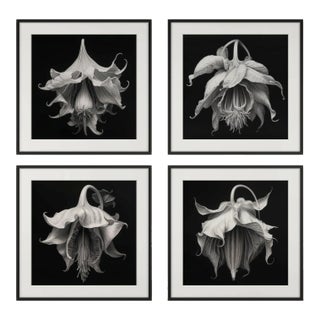 48" X 48" - Art Wall Installation 'Brugmansia Flowers' - Set of 4 - Limited Edition Botanical Photograph Prints For Sale