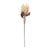 Enhance your holiday decor with the natural elegance of this Beige Protea Flower Stem Set. Featuring soft beige hues and a...