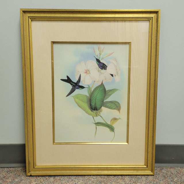Pair of Framed Hummingbird Prints After John Gould For Sale - Image 4 of 6