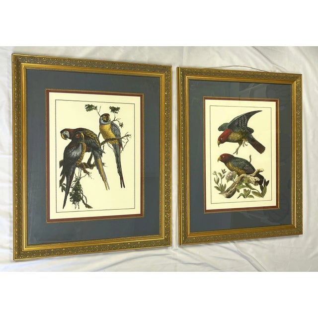 Vintage Pair of Realistic Parrot Prints Framed Under Glass- a Pair For Sale - Image 9 of 12
