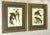 Vintage Pair of Realistic Parrot Prints Framed Under Glass- a Pair For Sale - Image 9 of 12